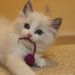 Profile Picture of pamela pfaff-duca (@ayanka1) on Pinterest