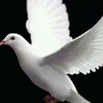 Paul Offeh - Instagram Profile Picture of Paul Offeh (@poffeh) on Instagram