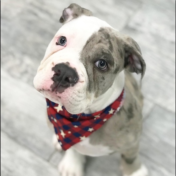 Profile Picture of Crystal Erney (@crystalerneyrdh) on Poshmark