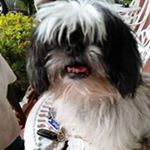 Profile Picture of Joyce Bradshaw (@bradshawjoyce) on Instagram