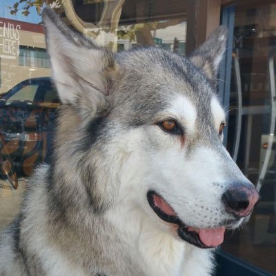 Profile Picture of Michael Pacheco (@Pacheco3SF) on Twitter