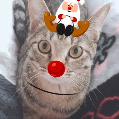 Profile Picture of しょう (@8evPAT3InLEiLox) on Twitter