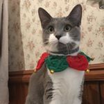 Profile Picture of Ruby Soho 🐾💕👑💕🐾🐈🐆🐅 (@adventuresofrubythecat) on Instagram