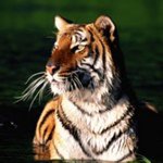 Profile Picture of jasmine_forester (@jasmine_forester) on Instagram