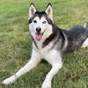 Profile Picture of Aaron Borders (@@mishkathesiberianhusky1) on Tiktok