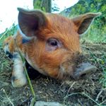 Profile Picture of Edward Fyfe (@edfyfedesign) on Instagram