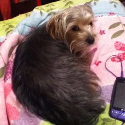 Profile Picture of Dominique Horton (@Hort10Horton) on Twitter