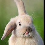 Profile Picture of 🐰خرگیوش🐰 (@khargioush_iran) on Instagram