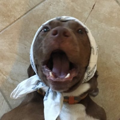 Profile Picture of Josh Chavira (@JoshChavira) on Twitter