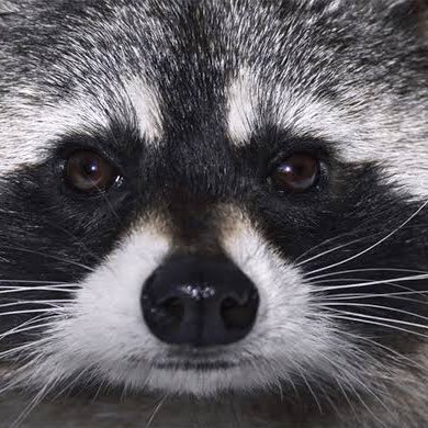 Profile Picture of Simon Hammersley (@shammersley1) on Twitter