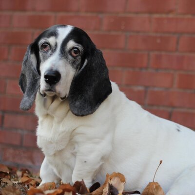 Profile Picture of Rachel A. Hook (@rachelahook) on Twitter