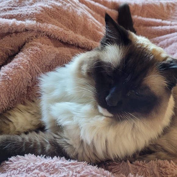 Profile Picture of Sue Blamire (@sueblam) on Poshmark