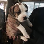 Profile Picture of Pork Chop the dog (@porkchop.porkchop) on Instagram