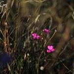 Profile Picture of Christopher Gori (@g_chris98) on Instagram