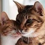 Profile Picture of Chia Hsu (@chia.hsu.1401) on Facebook