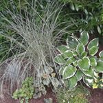 Profile Picture of Die Gartenspießerin (@gartenspiesserin) on Instagram