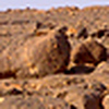 Profile Picture of ahmed badawi (@bibooz) on Flickr
