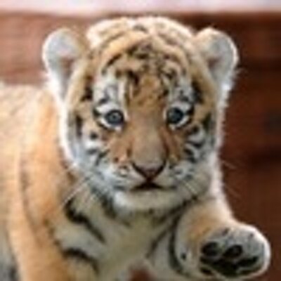 Profile Picture of Amelia Newton (@AmeliaN07856718) on Twitter