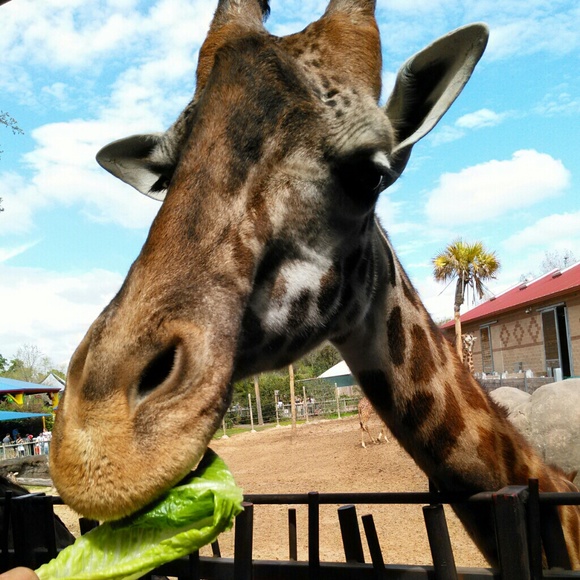 Profile Picture of Amber Baray (@abaray) on Poshmark