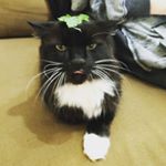 Profile Picture of Brent Hall (@loafing_with_brent) on Instagram