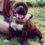 Profile Picture of james (@dightonbullycircus) on Instagram