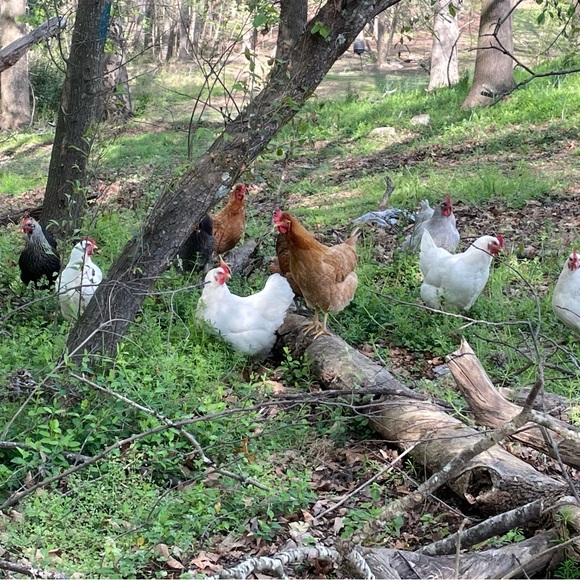 Profile Picture of Abbey Gurkin (@abbey84) on Poshmark