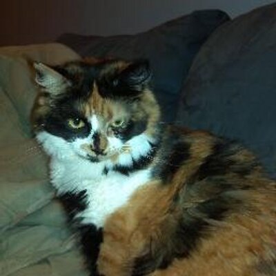 Profile Picture of Dawn Mitchell (@deedee3968) on Twitter