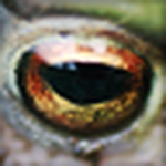 Profile Picture of Simon Roy (@simon roy photography) on Flickr