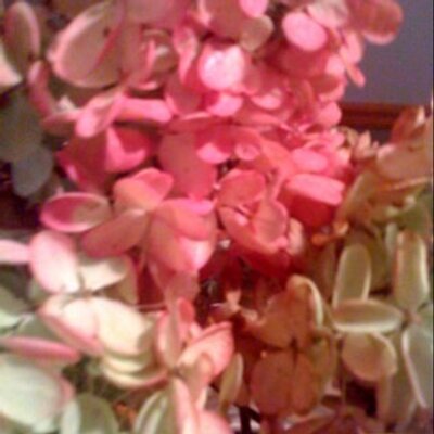 Profile Picture of Rita Ator (@ritaator) on Twitter
