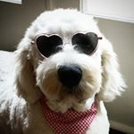 Cupid Garth Rhodes-Stephens I - Instagram Profile Picture of Cupid Garth Rhodes-Stephens I (@cupidoodle) on Instagram