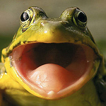 Profile Picture of Mark Davidson (@mrtoadsc) on Flickr