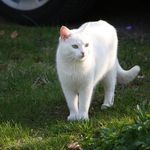 Profile Picture of Georges Boulanger (@teddydominicaidoo) on Instagram