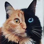 Profile Picture of dog wacker (@george_loves_cute_catz) on Instagram
