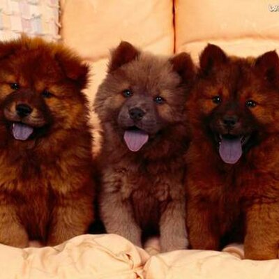 Profile Picture of Andre Sepulveda (@andresepulveda5) on Twitter