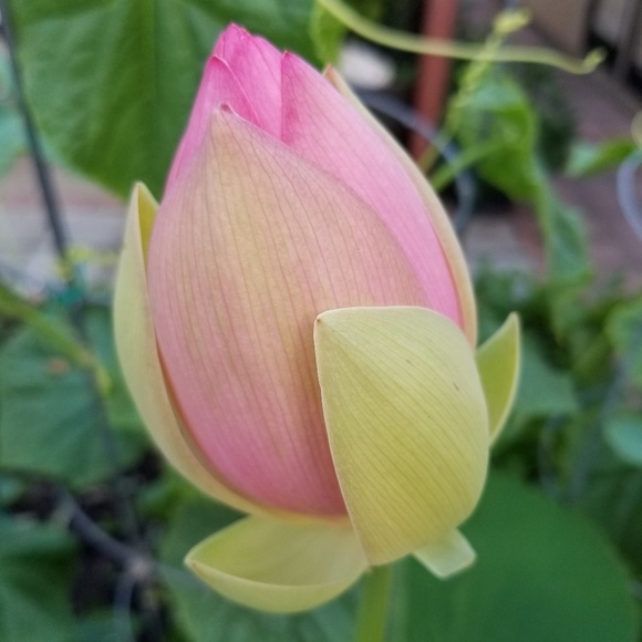 Profile Picture of Min Zheng (@geminiecheng) on Poshmark