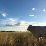 Profile Picture of Sophia Hicks (@sophiahicks27) on Instagram