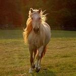 Profile Picture of Laura Capps (@lwcapps) on Instagram