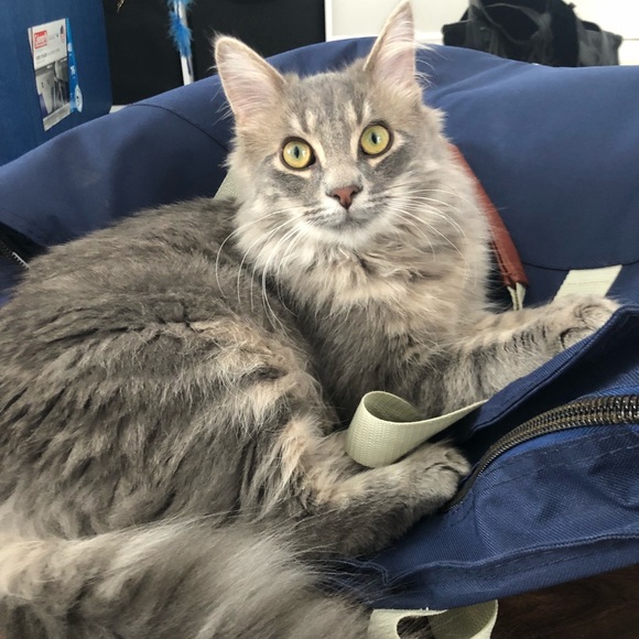 Profile Picture of Alexane Lamothe (@alexe2858) on Poshmark