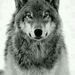 Profile Picture of Tony Howe (@flashmaster14) on Pinterest