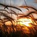 Profile Picture of Renee Fenton Maynard (@reneefenee) on Pinterest