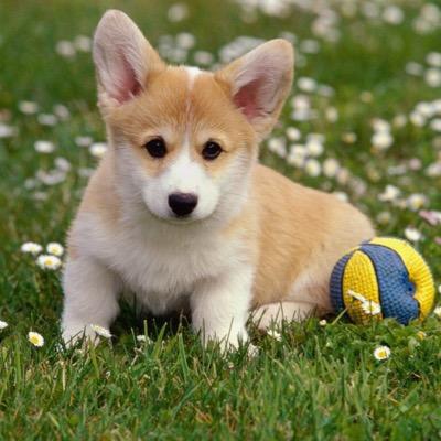 Profile Picture of Laurence Marcoux (@laurencemrce) on Twitter