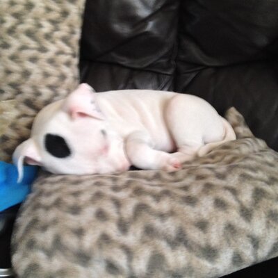 Profile Picture of Marcus Starks (@mdotstarks) on Twitter