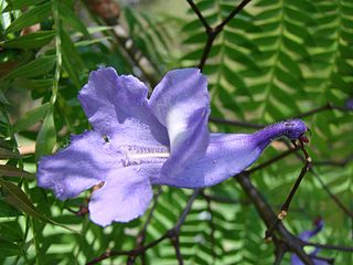 Profile Picture of Jacarandaon Wikipedia