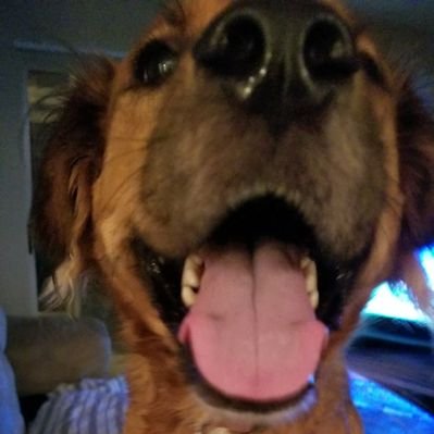 Profile Picture of Justin Lampert (@justin_lampert) on Twitter