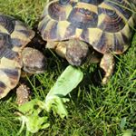 Profile Picture of george und fred die schildies (@george.und.fred) on Instagram