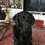Profile Picture of Joel Weinstein (@weinstein9224) on Instagram