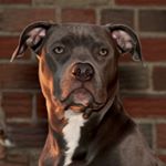 Peter Giglio - Instagram Profile Picture of Peter Giglio (@pdiddle52) on Instagram