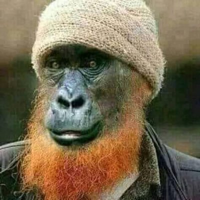 Profile Picture of Robert Nester Marly (@RobertSoko9) on Twitter