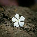 Profile Picture of shaima Abdullah (@shalhaisami987) on Instagram