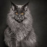 Profile Picture of Omar Sayeed (@omar-sayeed-3) on Quora